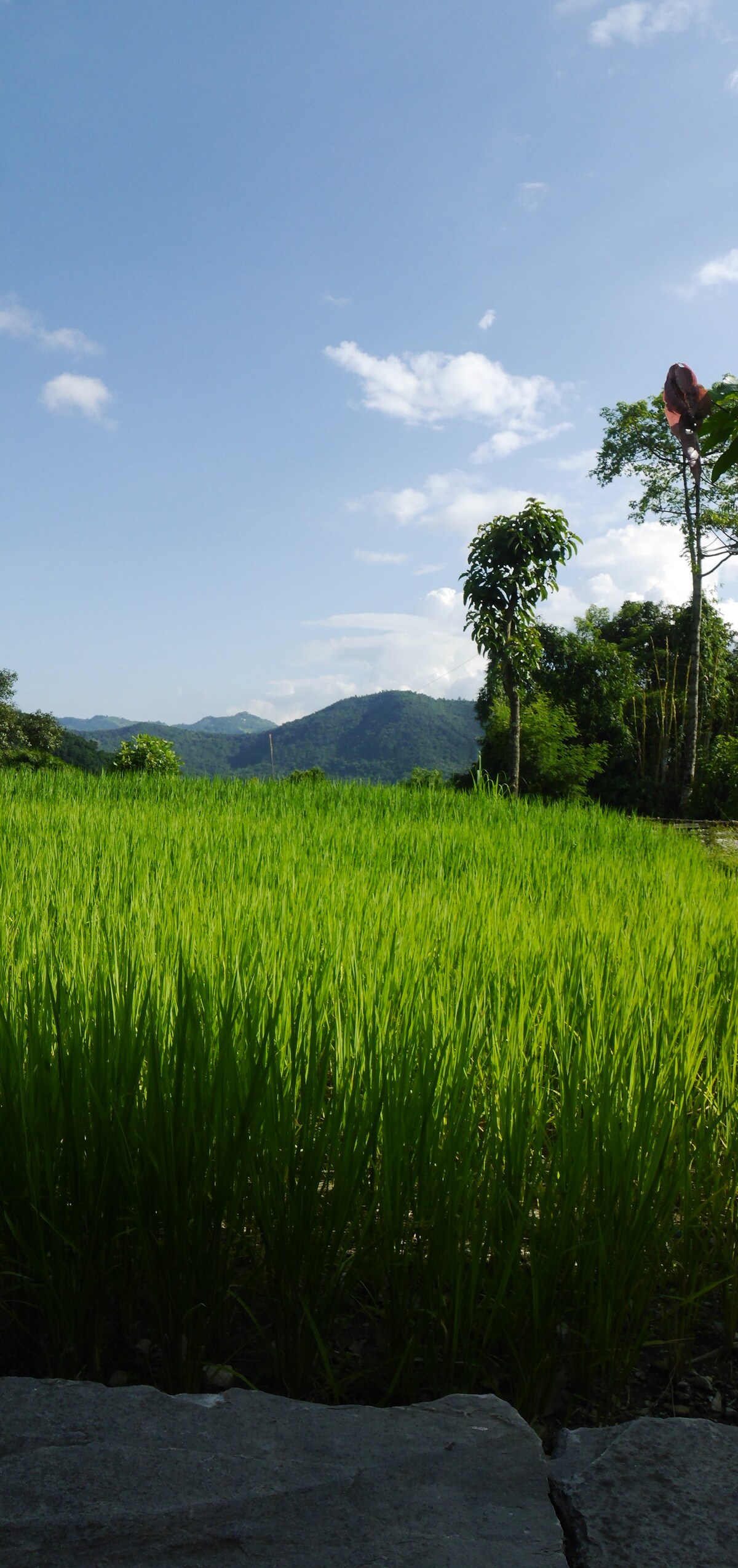 Small local Nepali house farm — photo