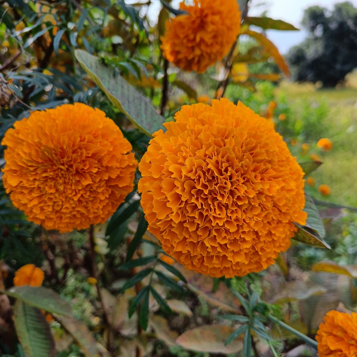 karmidanda home stay. — photo