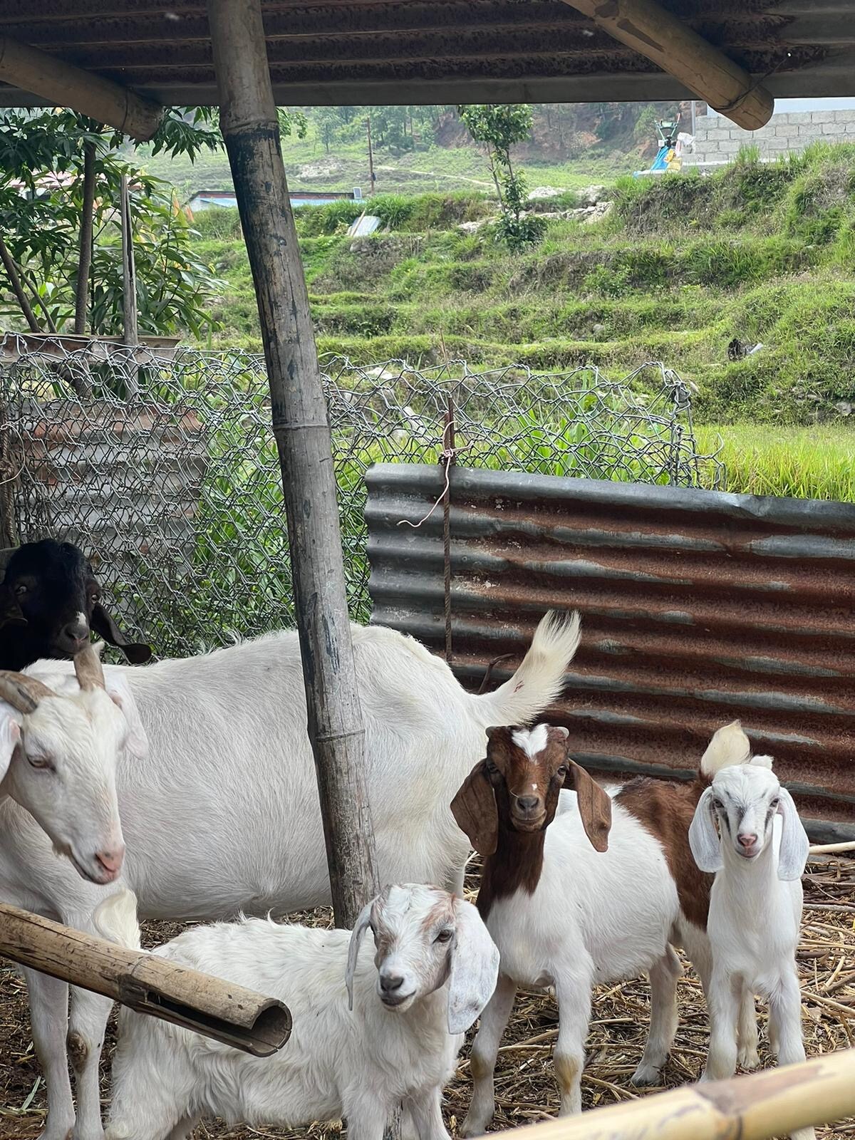 Organic Farm near Pokhara — photo