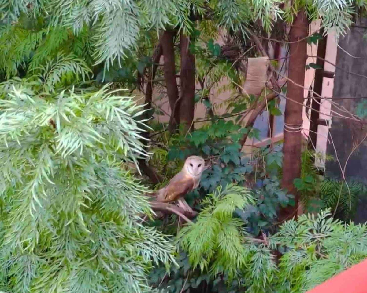 Starlight Girls Hostel (4 Meals included) — photo