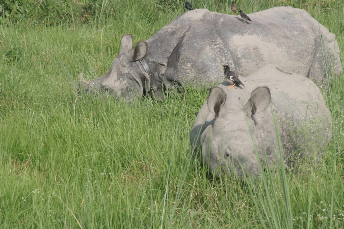 Sauraha Green Homestay — photo