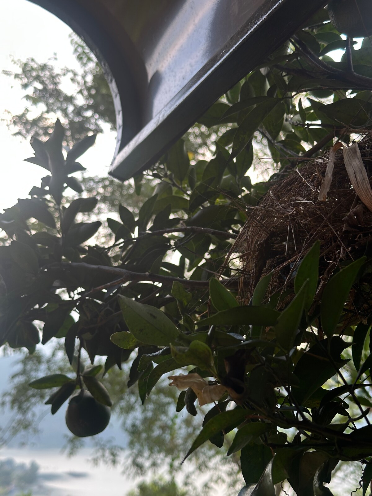 Forest Nest : Hillside Retreat — photo