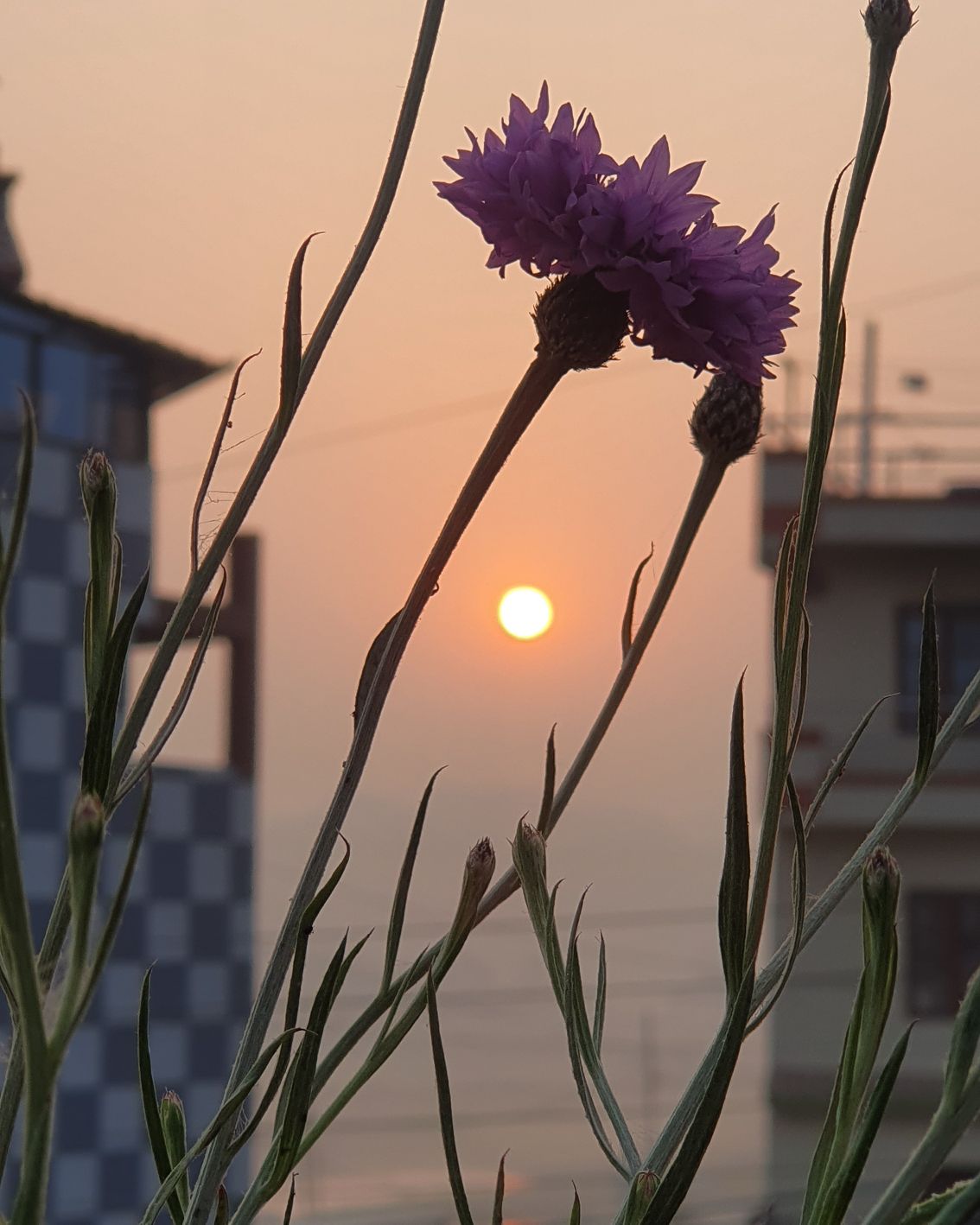 Elegant Escape — photo