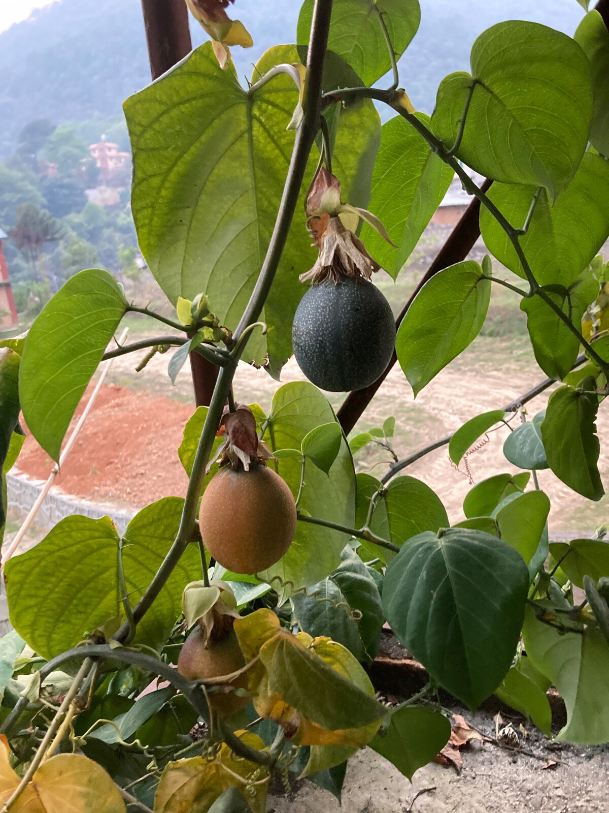 Poudel Homestay — photo