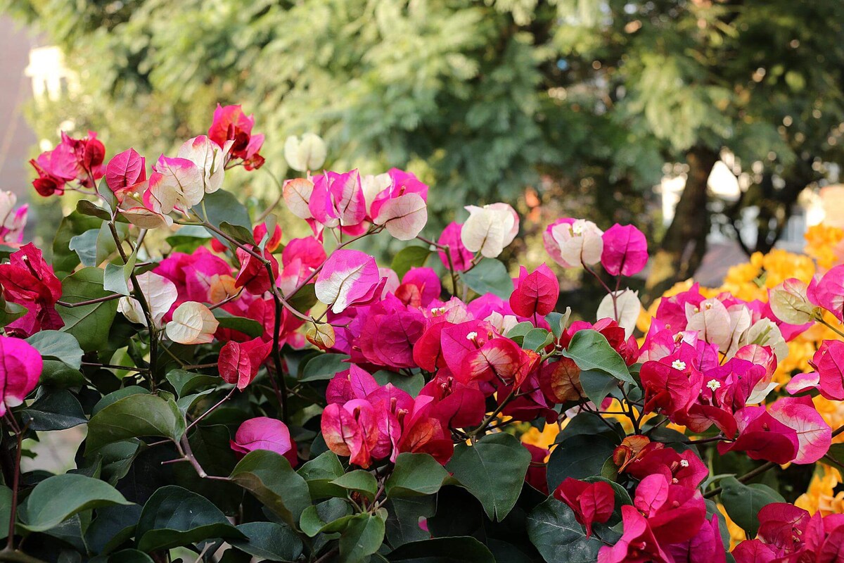 Shared 4 Bed Female Dorm Shangrila Boutique Hotel — photo