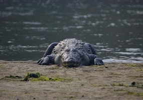 Ghumtee Riviera Resort Bharatpur Chitwan — photo
