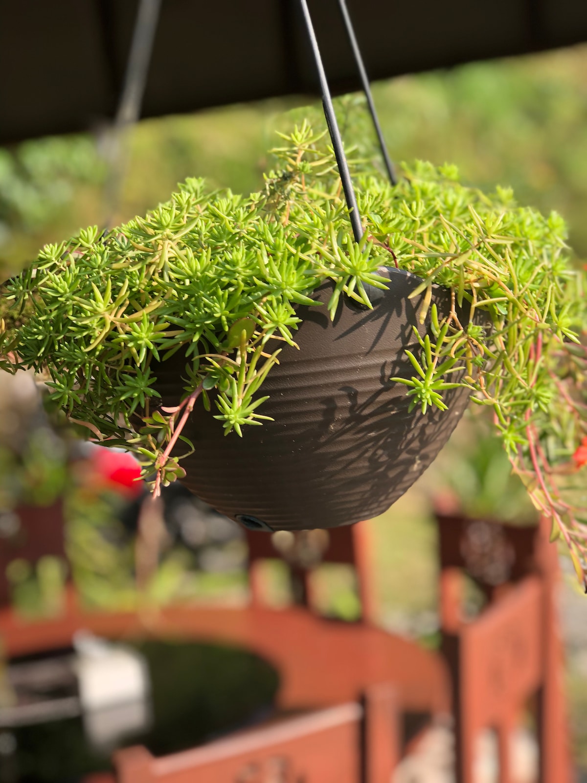 Forest Cabin — photo