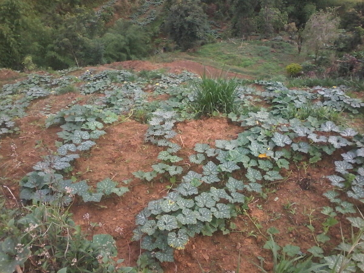 Nepal Farm House — photo