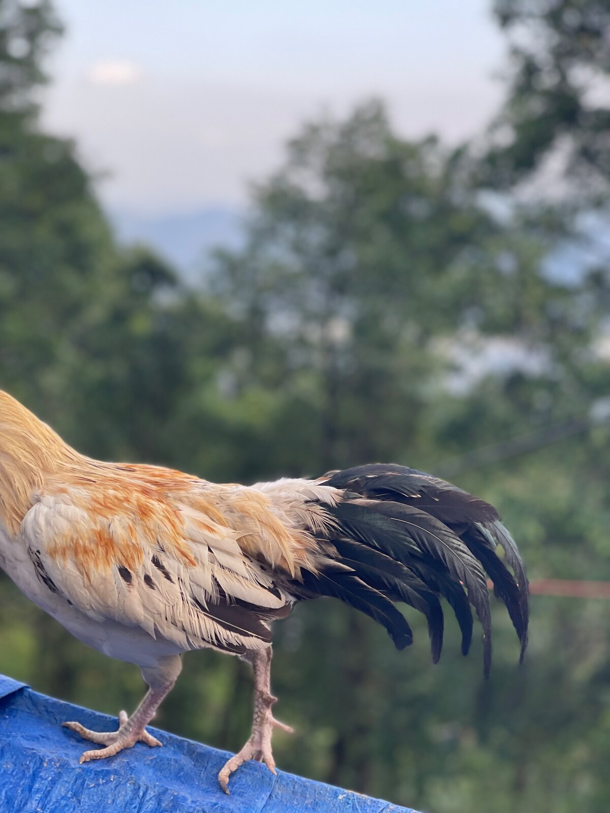 Hut 2 -Authentic village stay — photo