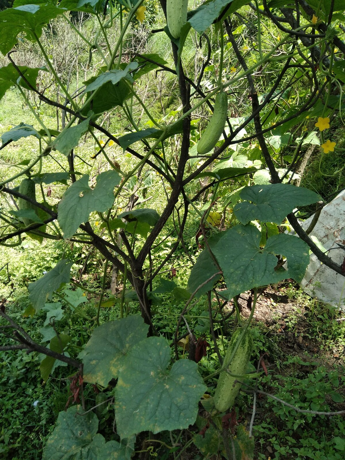Private spacious treehouse in Nagarkot — photo