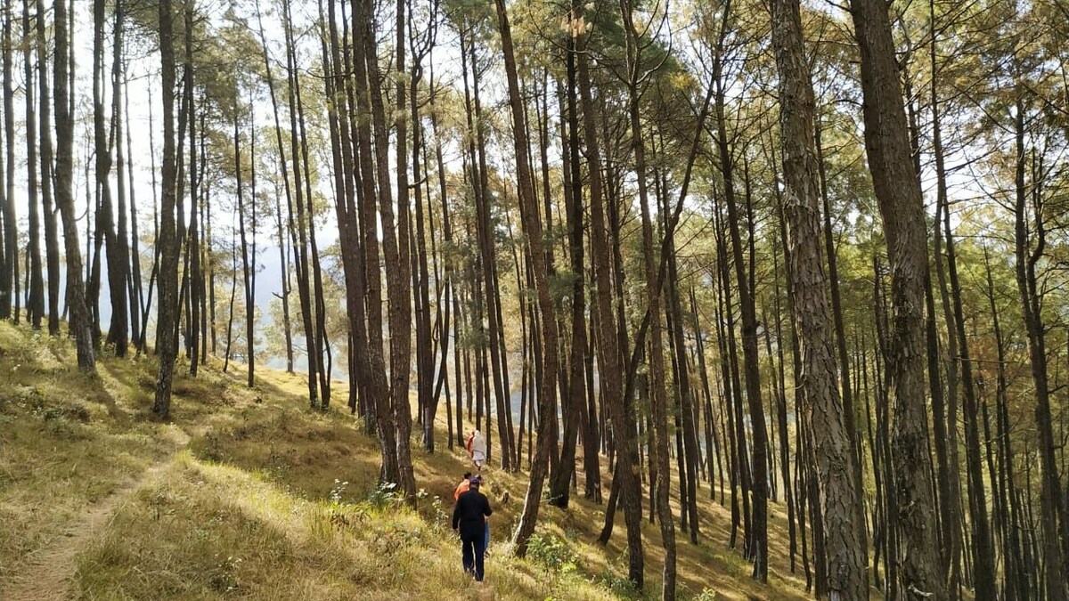Private spacious treehouse in Nagarkot — photo