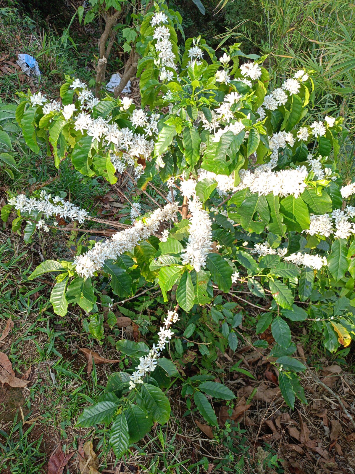 methlang home stay eco farm — photo