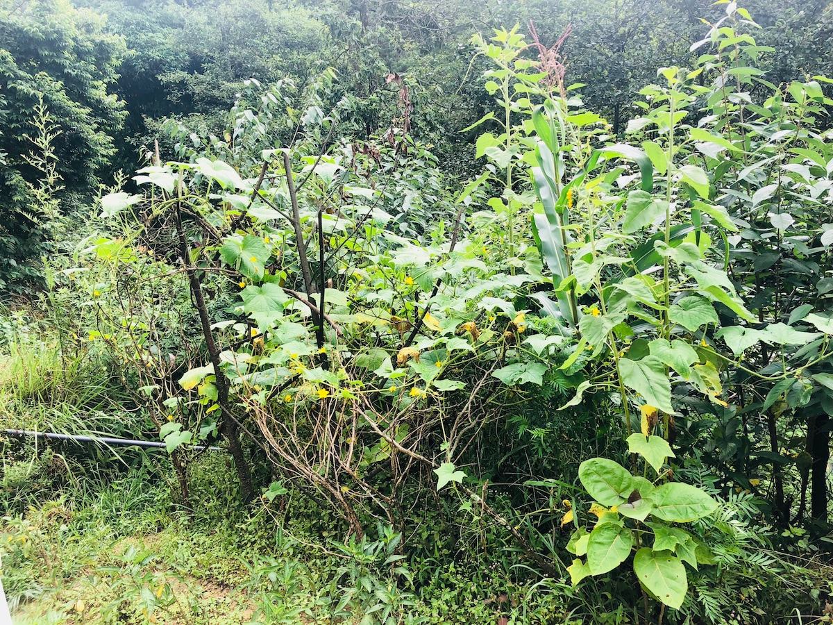 Mystery@Nagarkot — photo