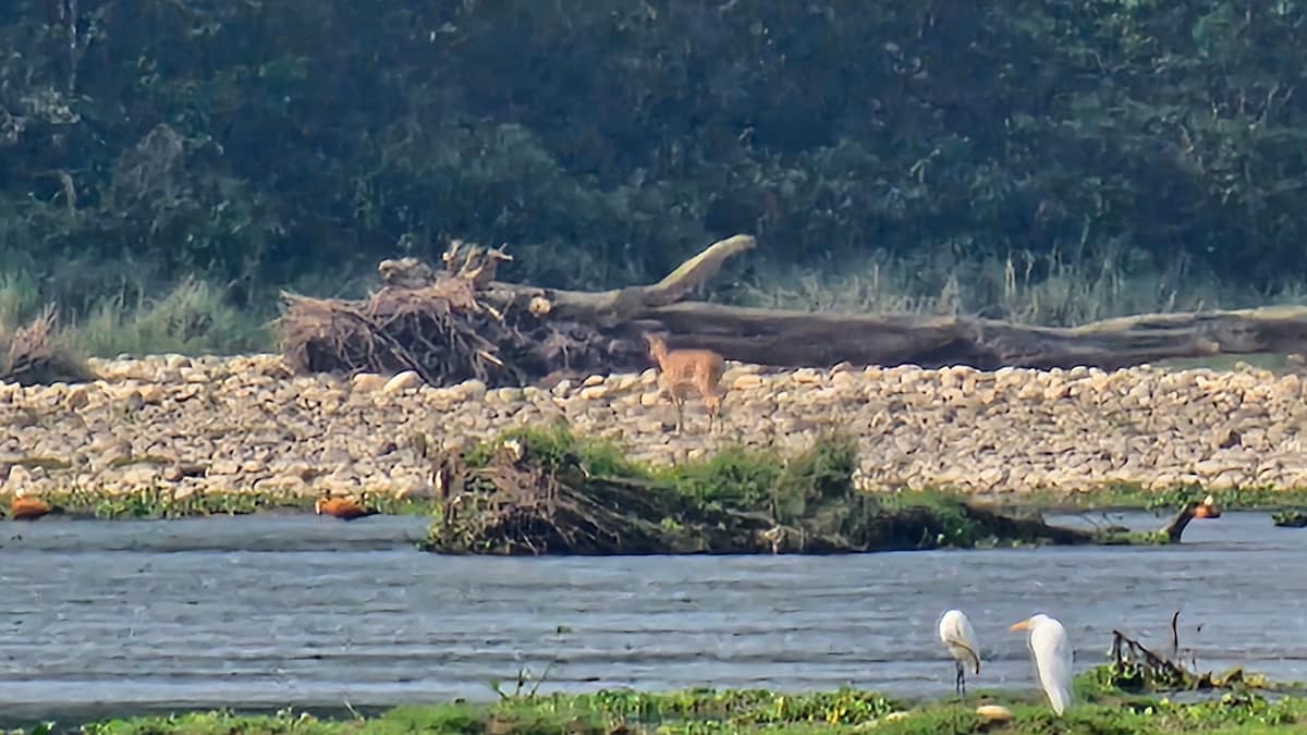 Sleep with Deer & River Views | Jungle Nirvana — photo