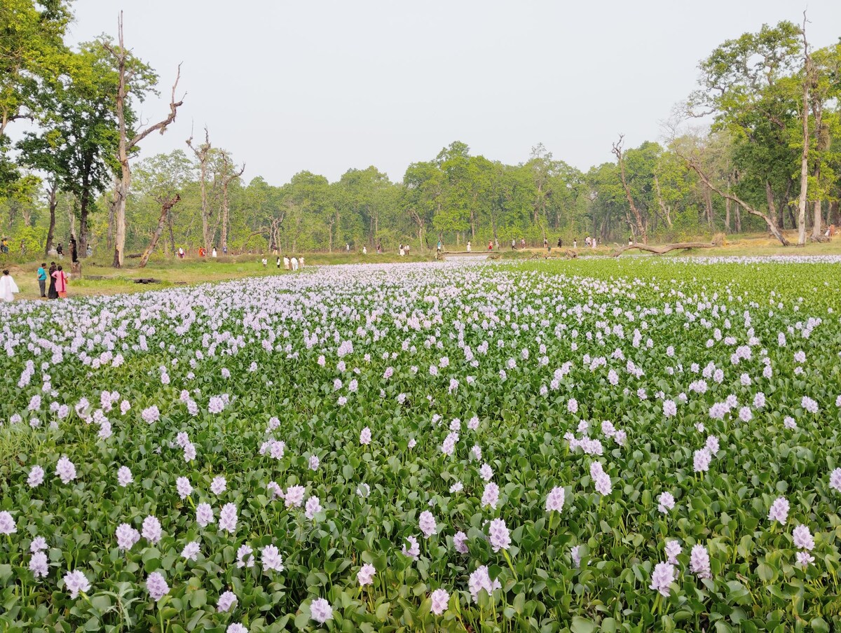 Kings Jungle safari & Culture Home Stay — photo