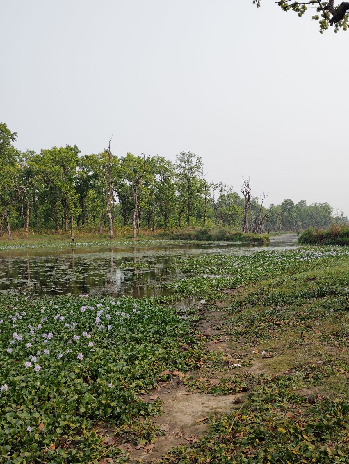 Kings Jungle safari & Culture Home Stay — photo