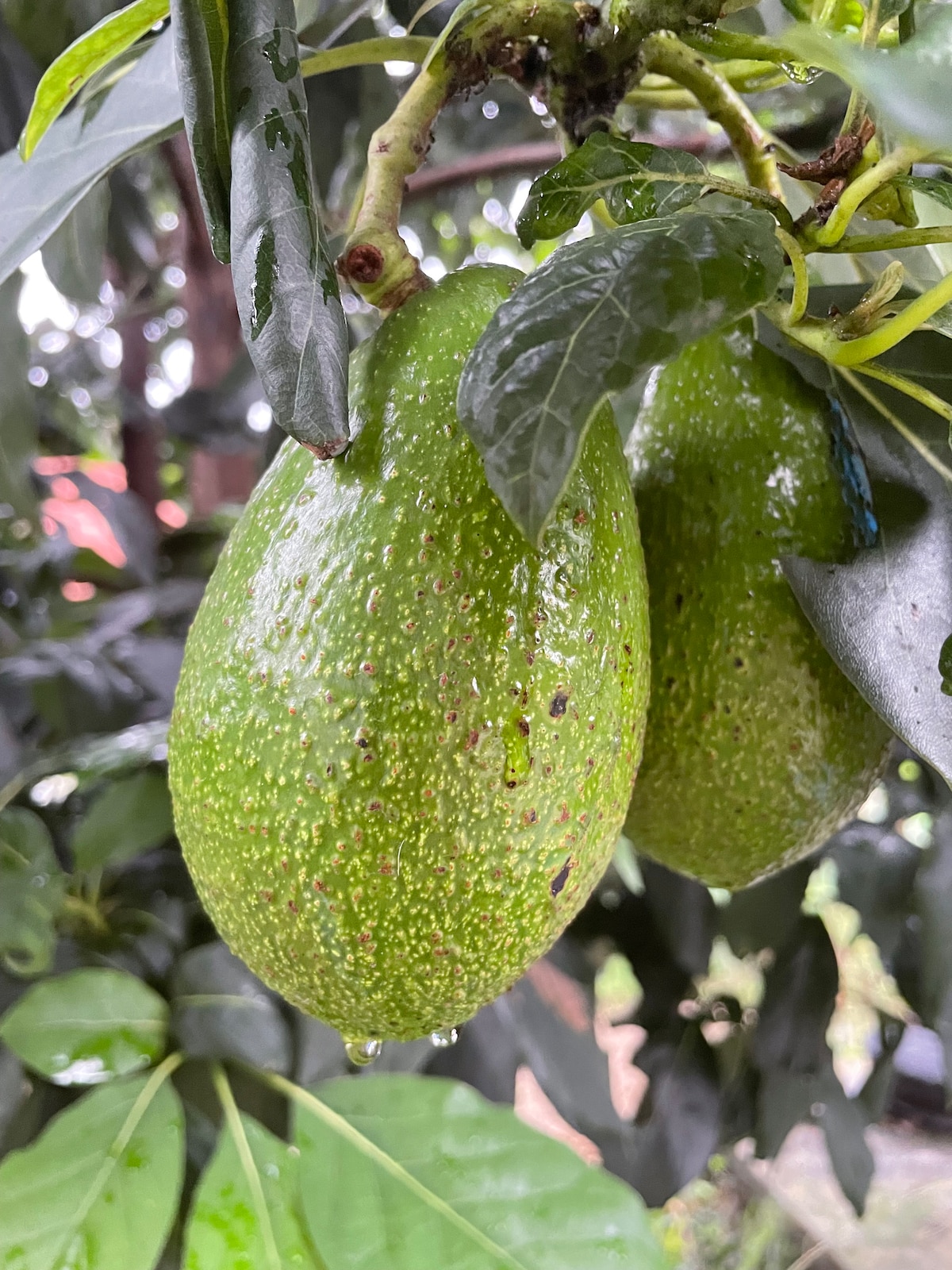 Chibule danda farm house near Pokhara — photo