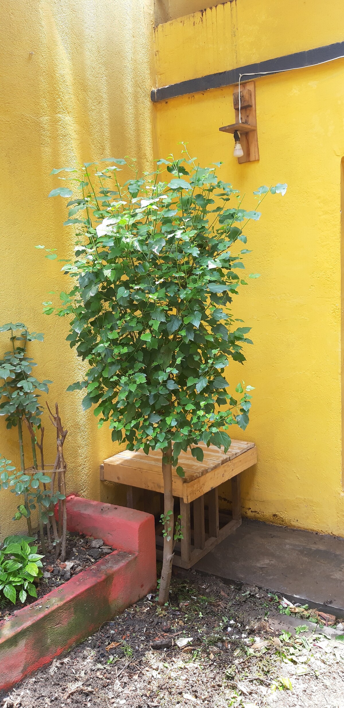 Peace Corner Homestay And Cafe — photo