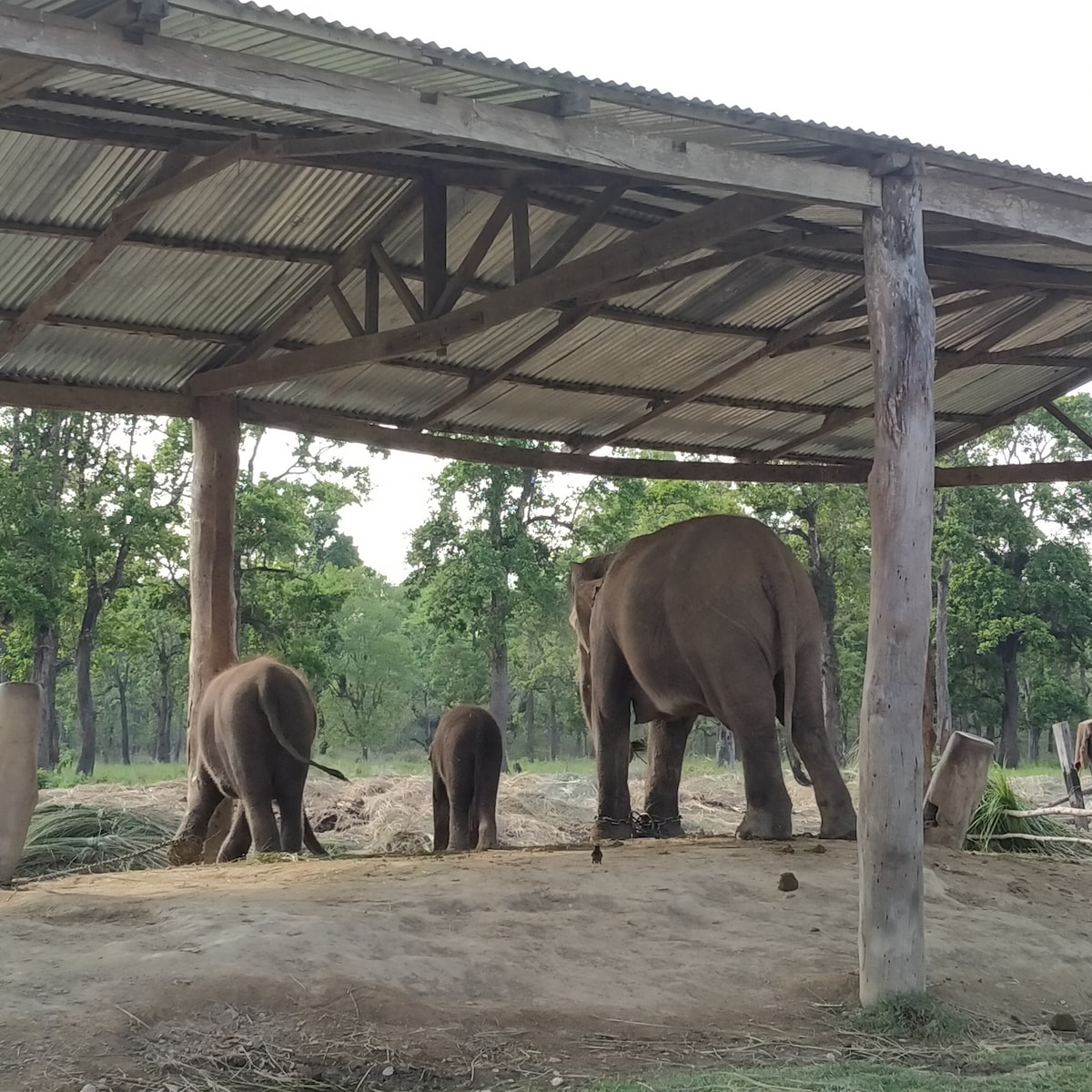 Comfort Rooms in Sauraha, Chitwan National Park — photo
