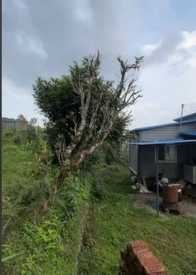 House of Joy — photo