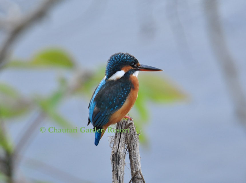Chautari Garden Resort, Sabreak}, Chitwan Natl Park — photo