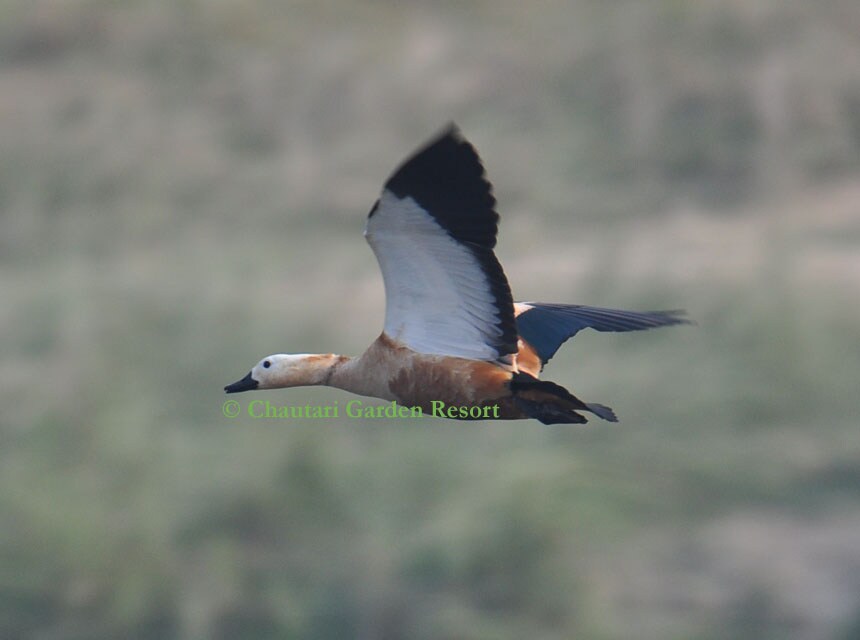 Chautari Garden Resort, Sabreak}, Chitwan Natl Park — photo