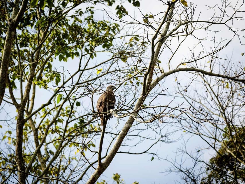 Chitwan Jungle Safari 3 Days – Wildlife & Culture in Bandipur