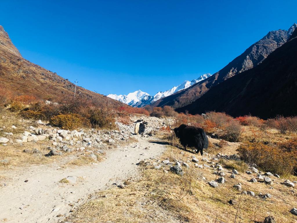 Discover the Majestic Langtang Valley: 7-Day Trek from Kathmandu — photo 4