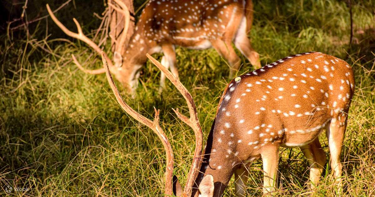 3 Nights 4 Days Chitwan National Park with Tower Night Stay photo 3