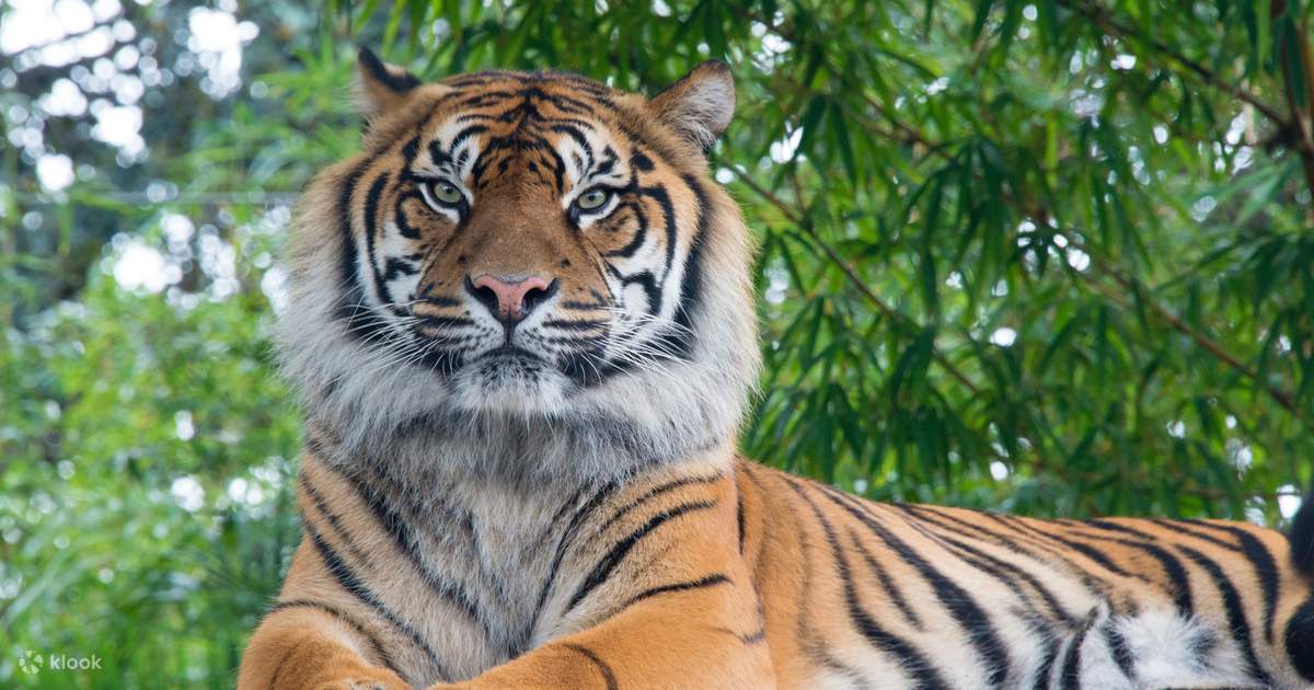 3 Nights 4 Days Chitwan National Park with Tower Night Stay photo 4