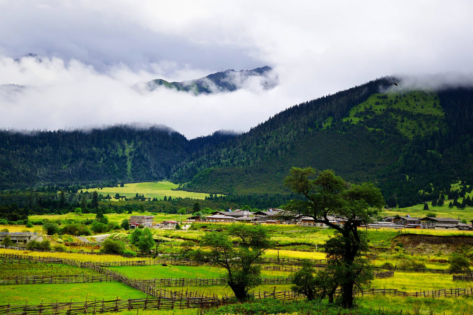 12-Day Panoramic Tour of Tibet Lhasa Snowy Sky Realm (Chinese/English Speaking Guide, Foreigner Group Tour + Nyingchi + Lulang + Lhasa + Potala Palace + Yamdrok Lake + Mount Everest + Namtso Lake + Sera Monastery + Includes Tibet Entry Permit Application) photo 5