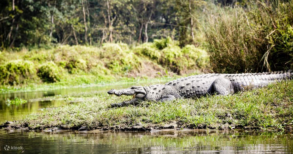 Explore Nepal: 3-Day Culture, Wildlife & Jungle Tour photo 4