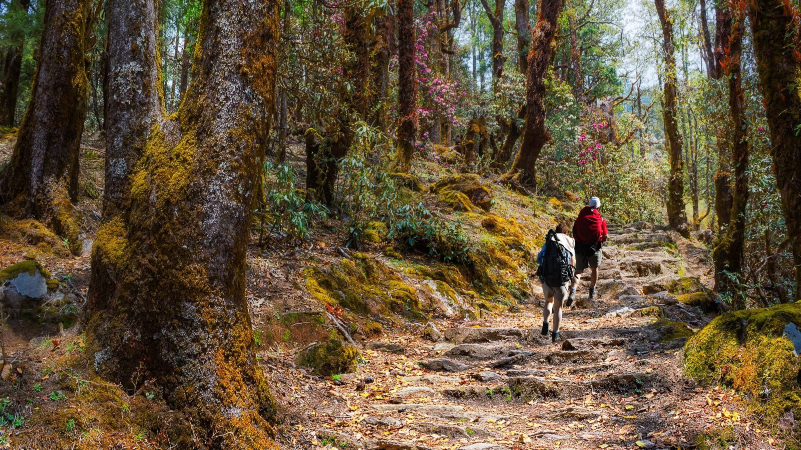 Kathmandu: 5 Days Gosaikunda Lake Trek photo 2