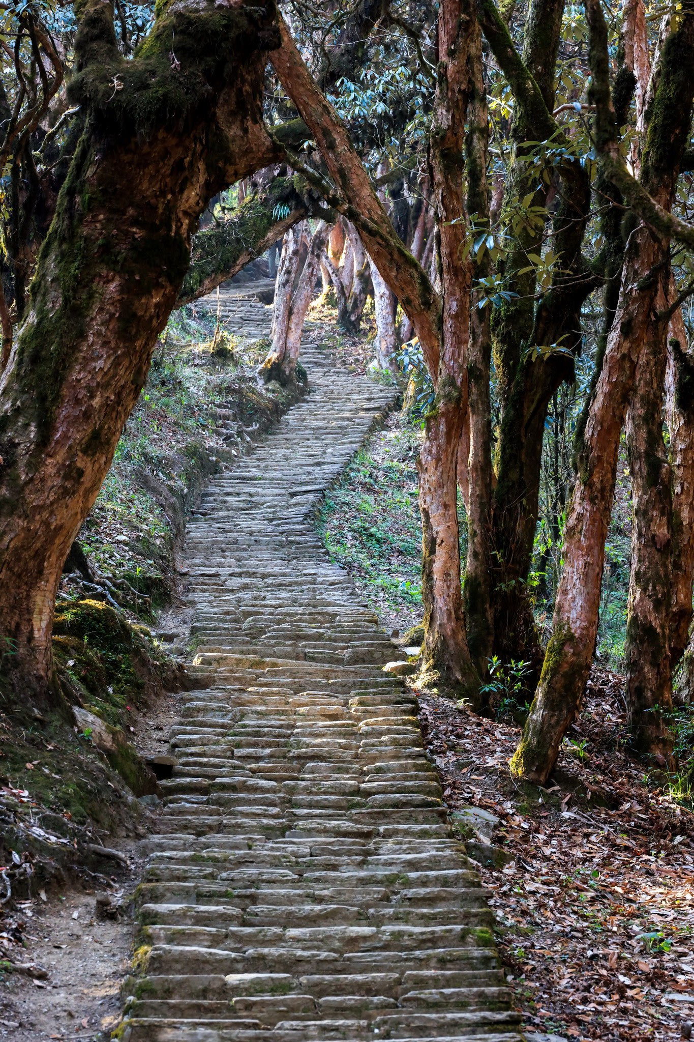 Ghorepani Poon Hill Sunrise Trek via Ghandruk photo 3
