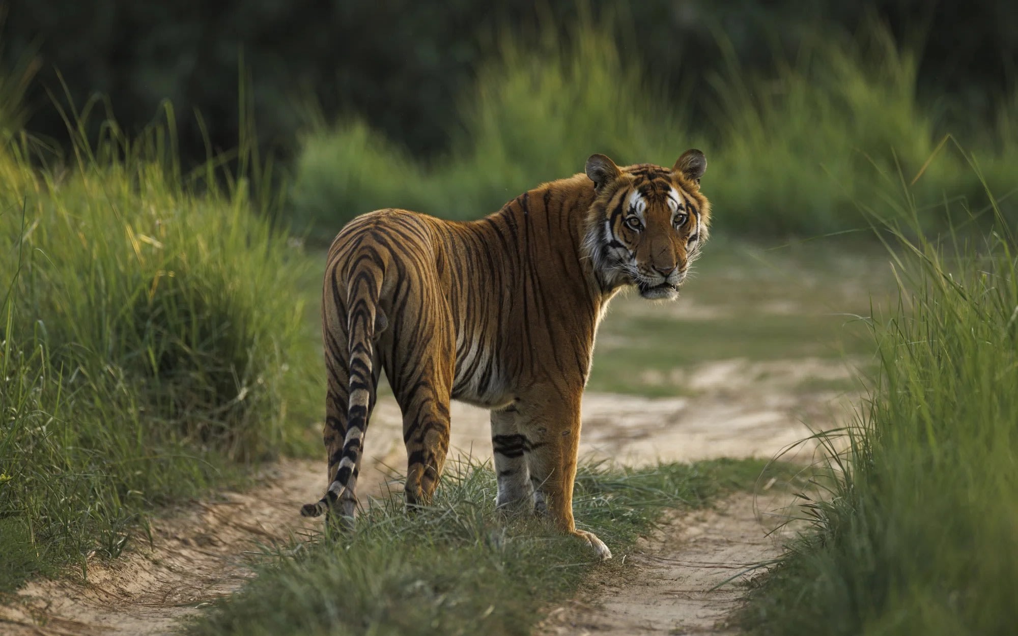 Chitwan National Park Wildlife And Jungle Adventure 3 Night 4 Days in Chitwan