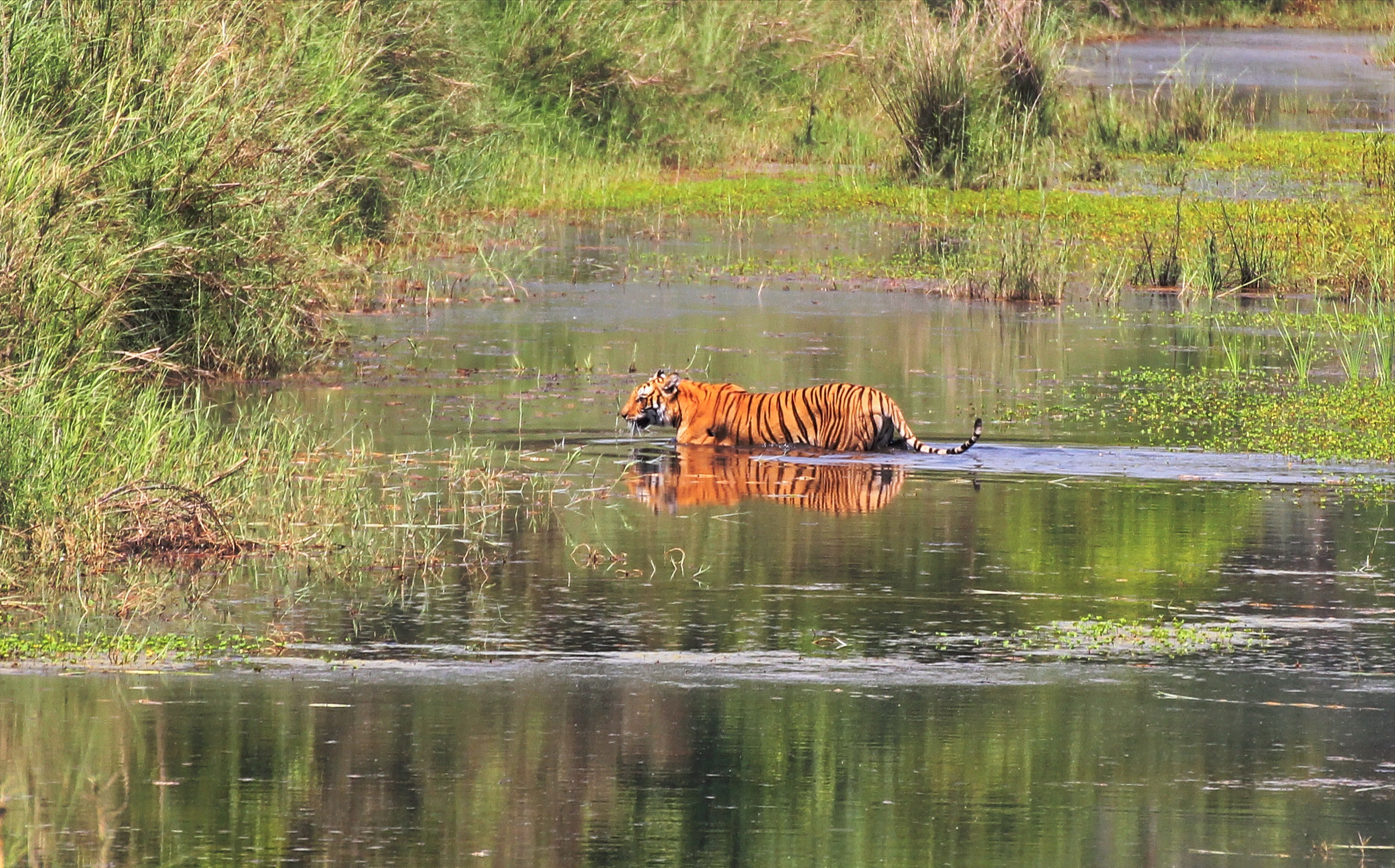 Chitwan National Park Wildlife and Jungle Adventure-3 Night/4 days photo 2