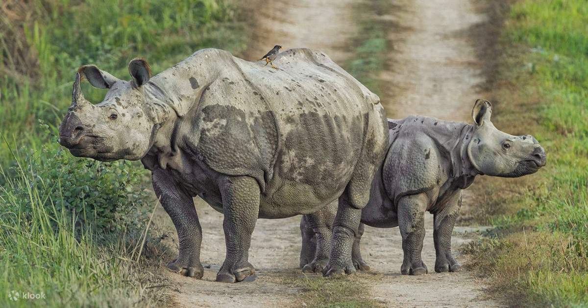 Chitwan National Park Tour Pokhara in Pokhara
