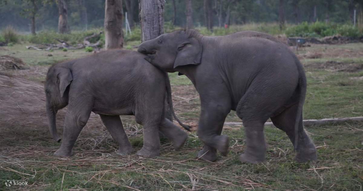 Chitwan National Park Tour from Kathmandu — photo 4