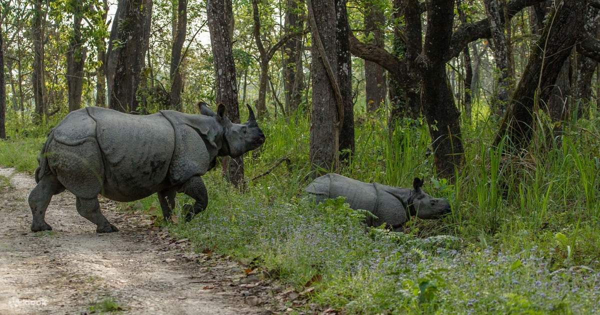 Chitwan National Park Tour from Kathmandu — photo 5