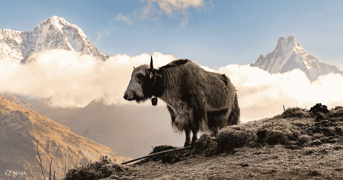 Pokhara Mardi Himal Private Multi-Day Trekking Tour