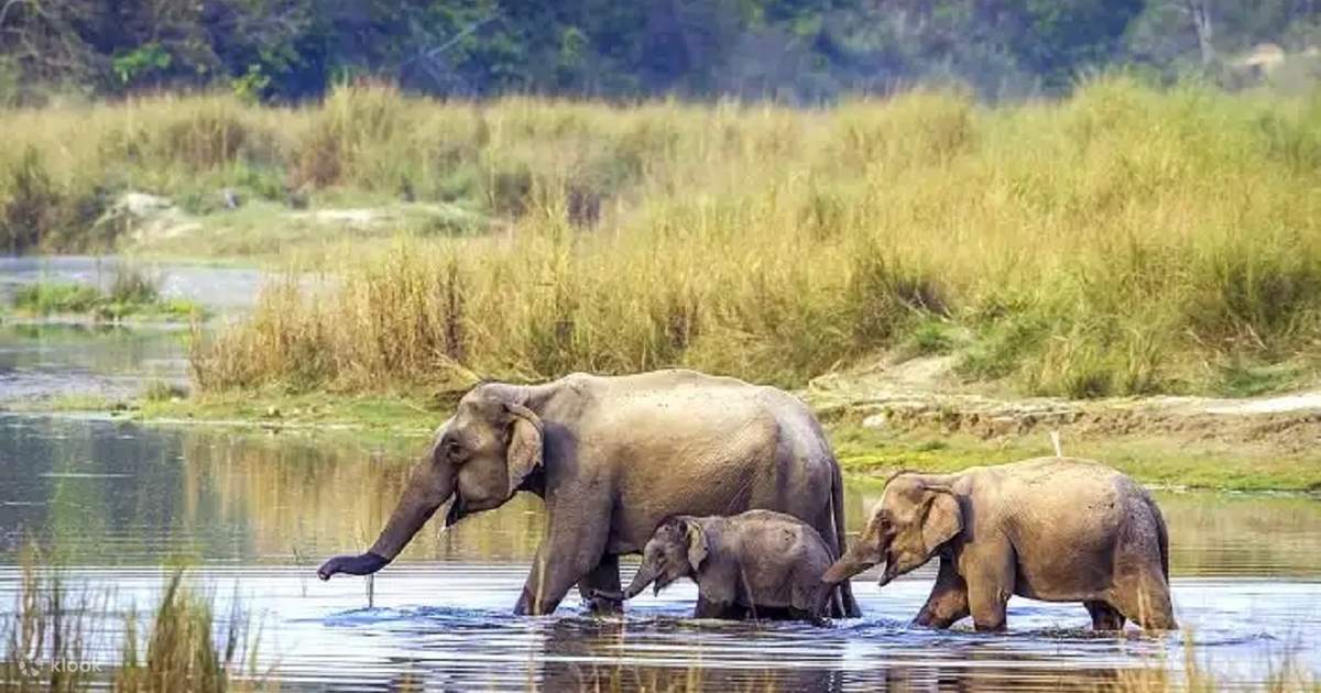 Explore Chitwan National Park: 3-Day Tour from Kathmandu