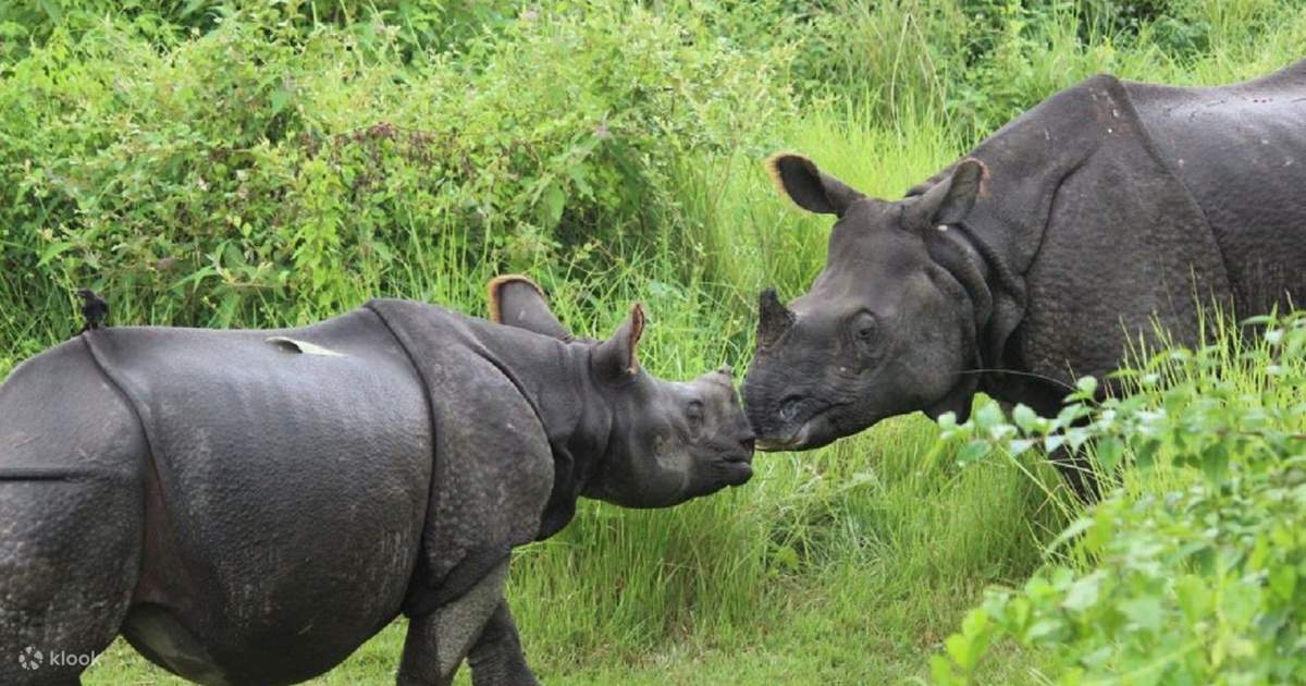 Explore Chitwan National Park: 3-Day Tour from Kathmandu — photo 3