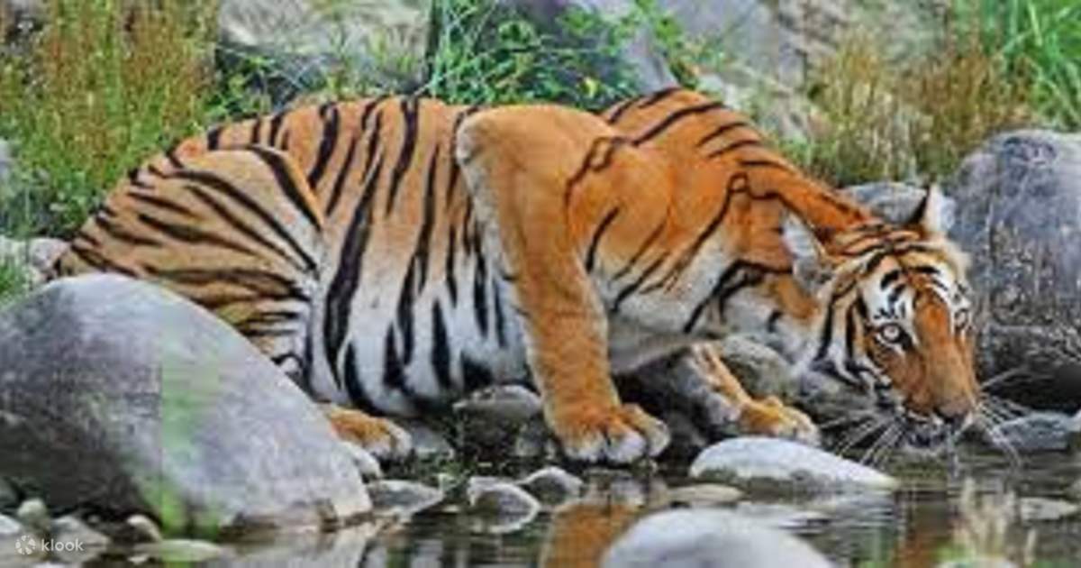 Explore Chitwan National Park: 3-Day Tour from Kathmandu — photo 4
