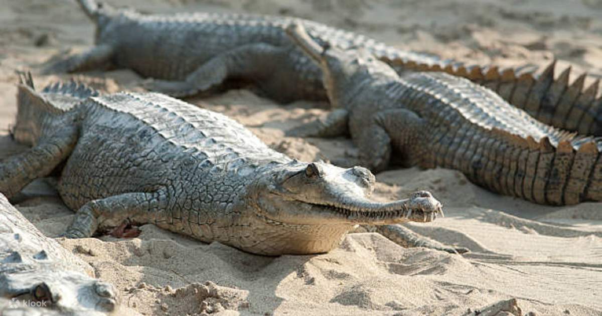 Explore Chitwan National Park: 3-Day Tour from Kathmandu — photo 5